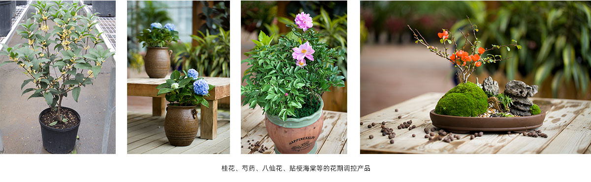 彩运网(中国游)官方网站