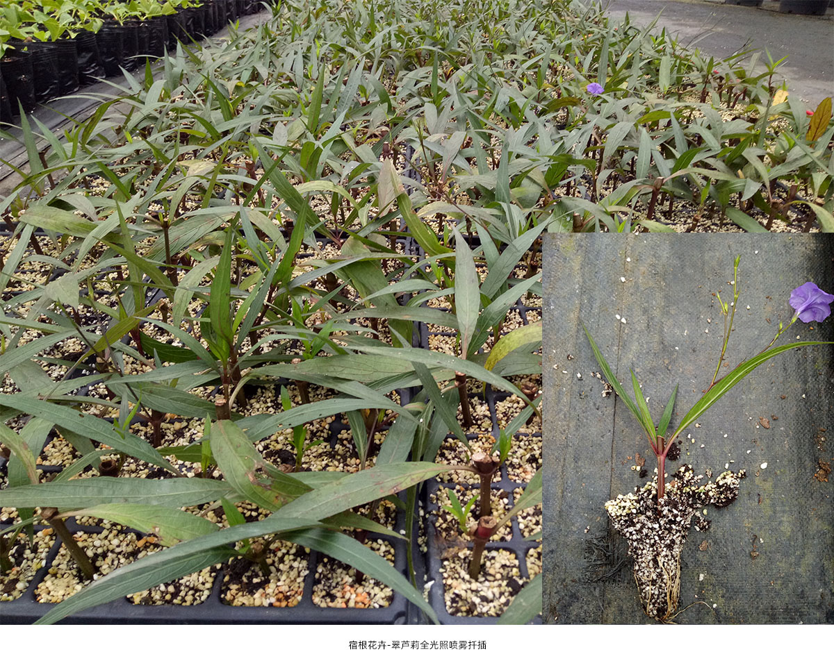 彩运网(中国游)官方网站