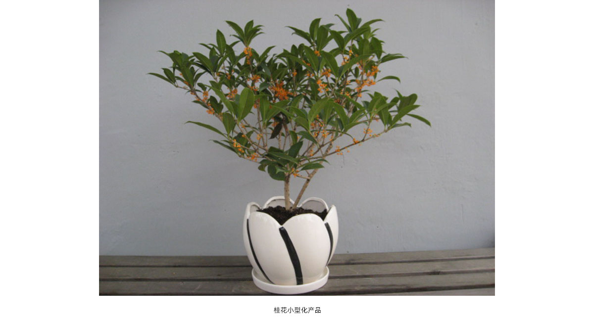 彩运网(中国游)官方网站