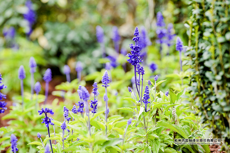 彩运网(中国游)官方网站