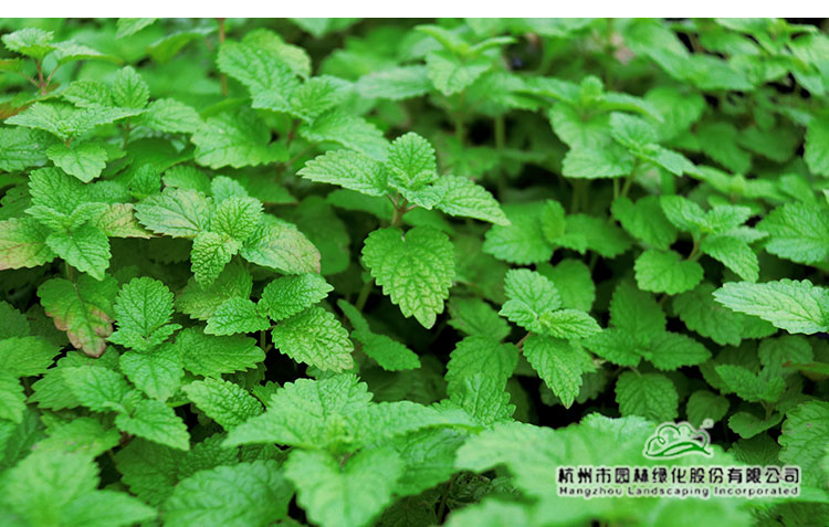 彩运网(中国游)官方网站