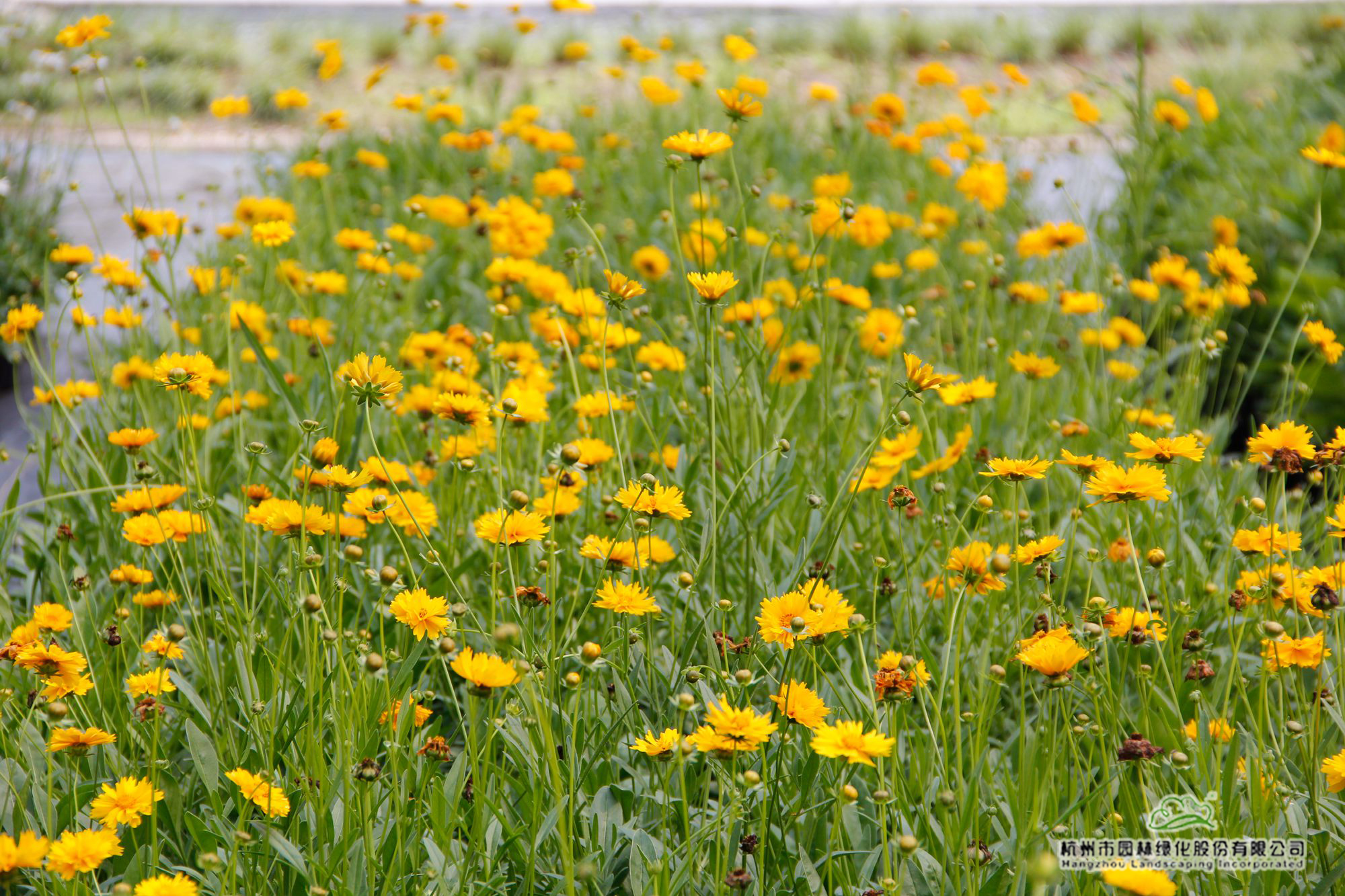 彩运网(中国游)官方网站