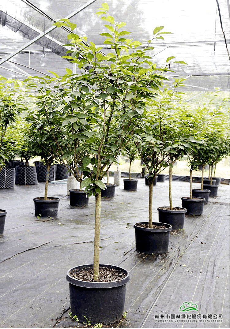 彩运网(中国游)官方网站