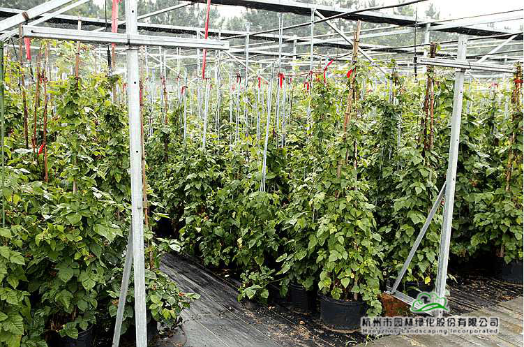 彩运网(中国游)官方网站