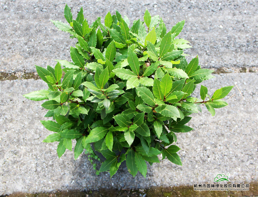 彩运网(中国游)官方网站