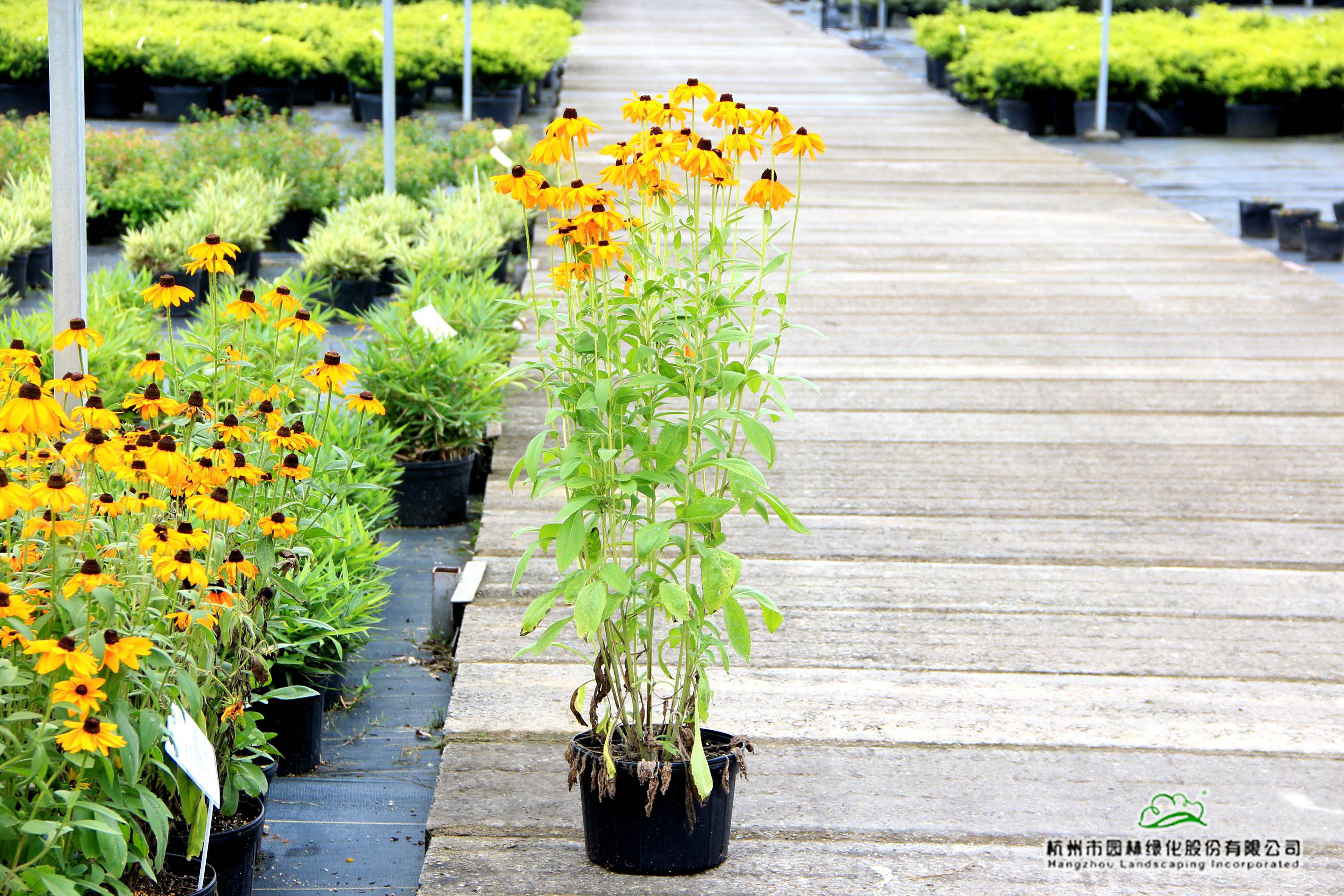 彩运网(中国游)官方网站