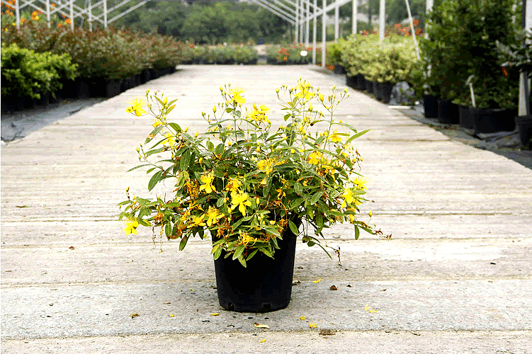 彩运网(中国游)官方网站