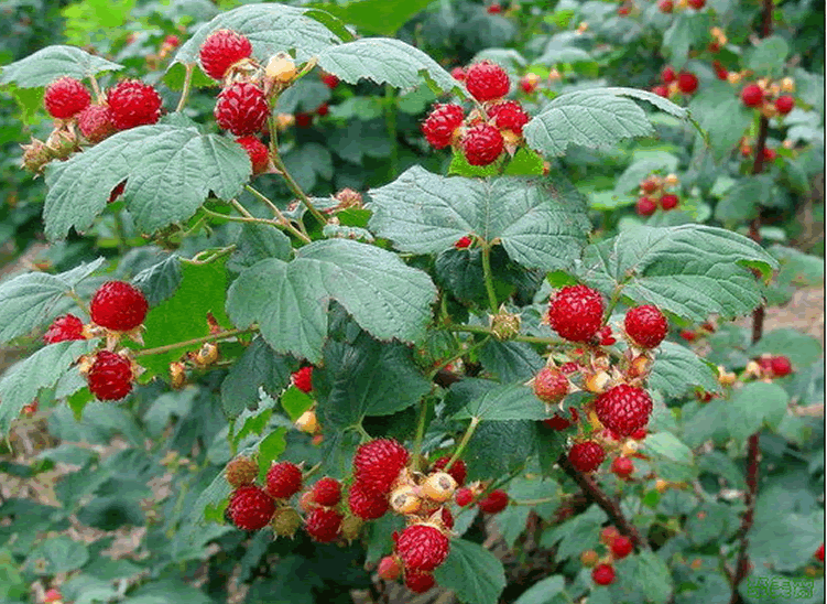 彩运网(中国游)官方网站