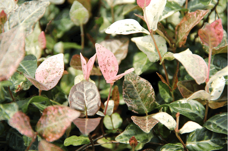 彩运网(中国游)官方网站