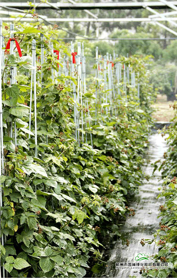 彩运网(中国游)官方网站