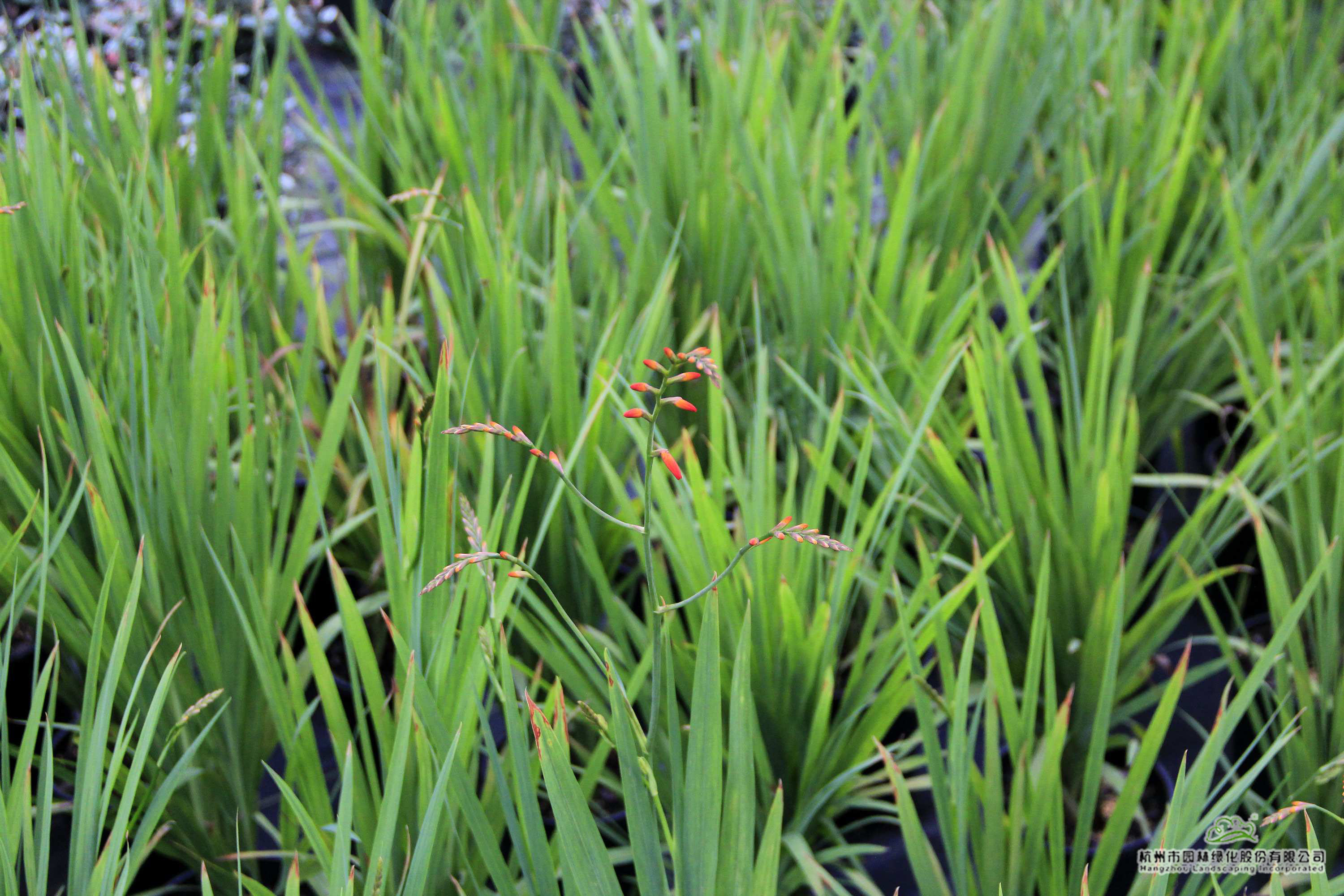 彩运网(中国游)官方网站