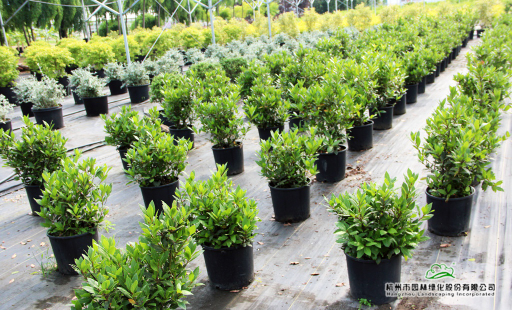 彩运网(中国游)官方网站