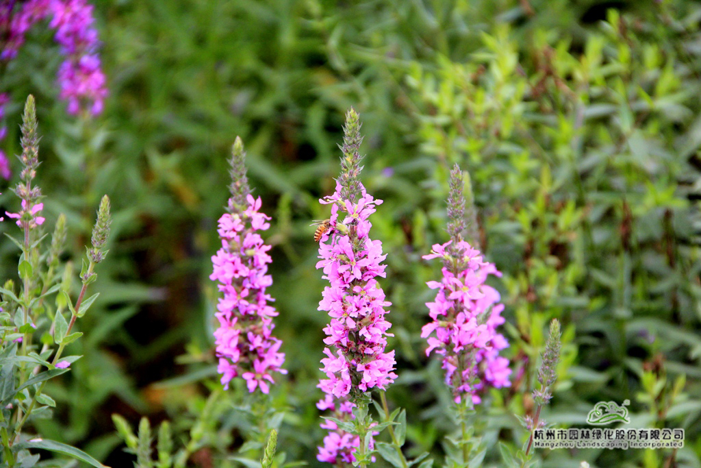 彩运网(中国游)官方网站