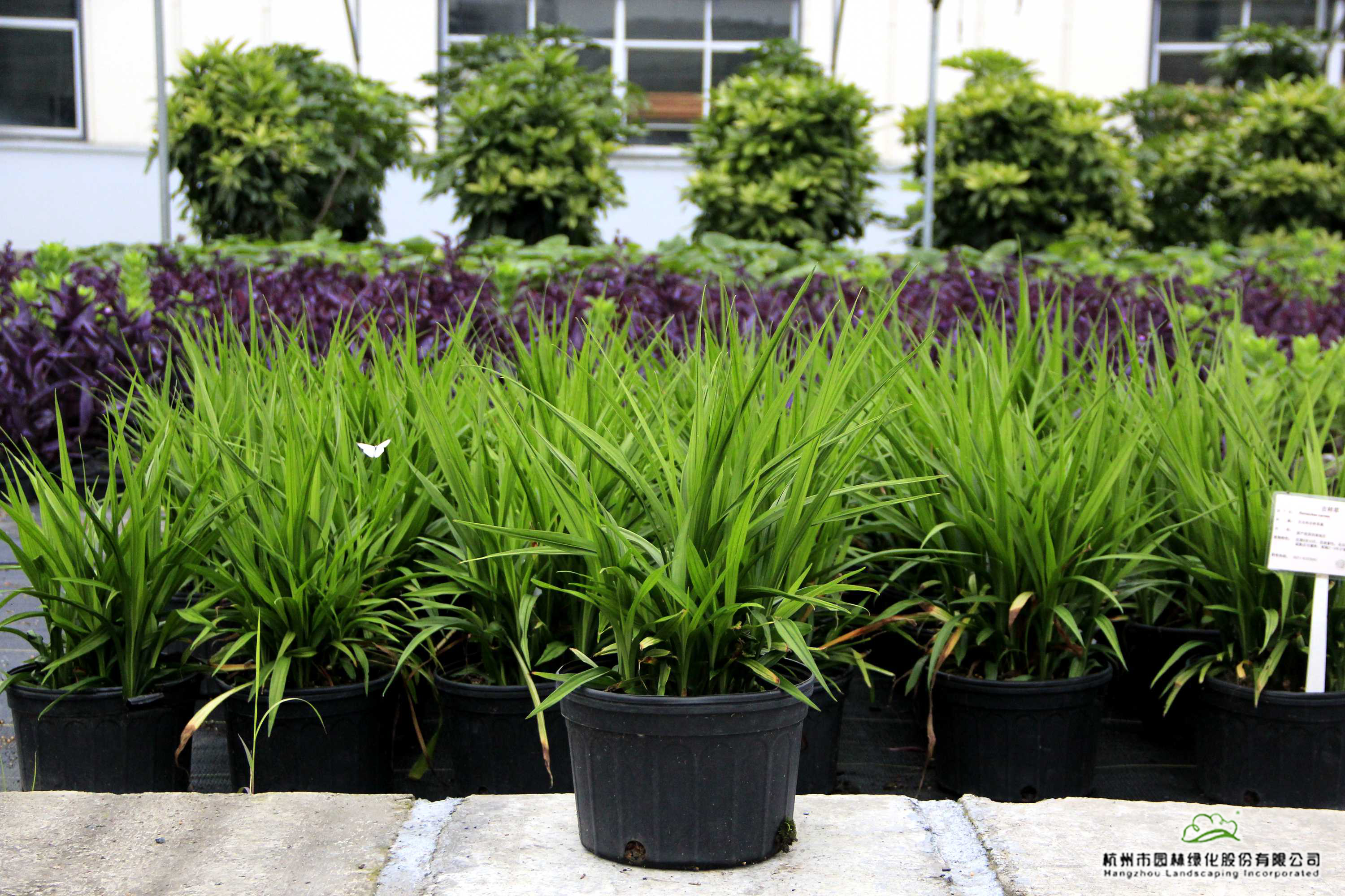 彩运网(中国游)官方网站