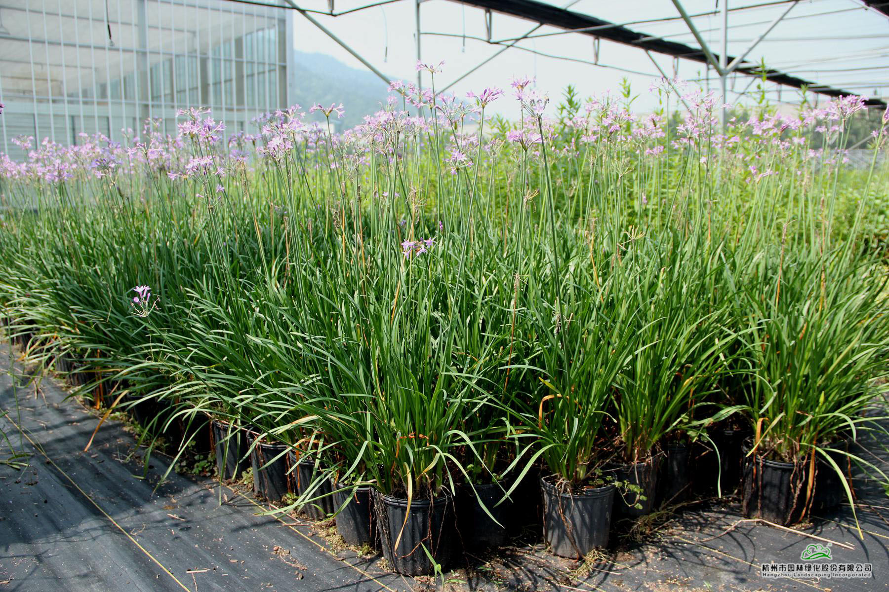 彩运网(中国游)官方网站