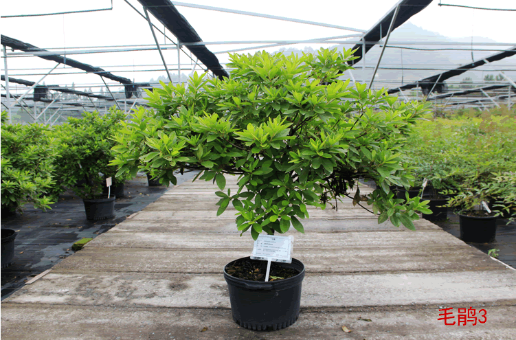 彩运网(中国游)官方网站