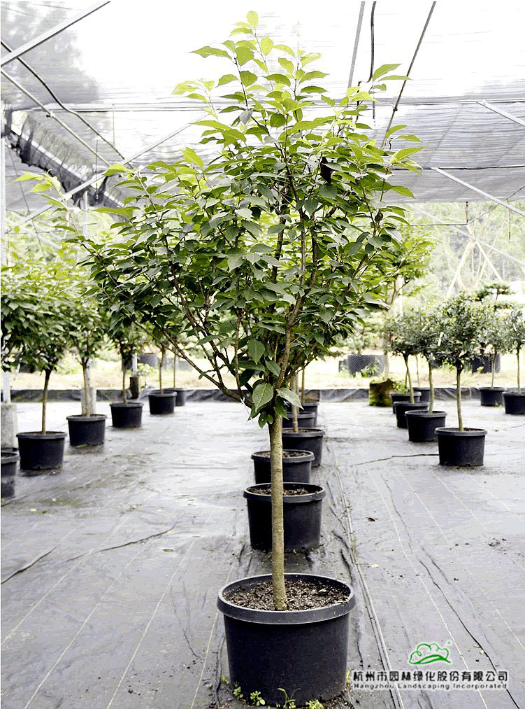 彩运网(中国游)官方网站