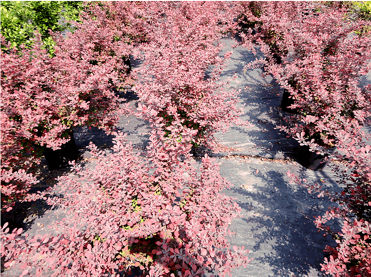 彩运网(中国游)官方网站