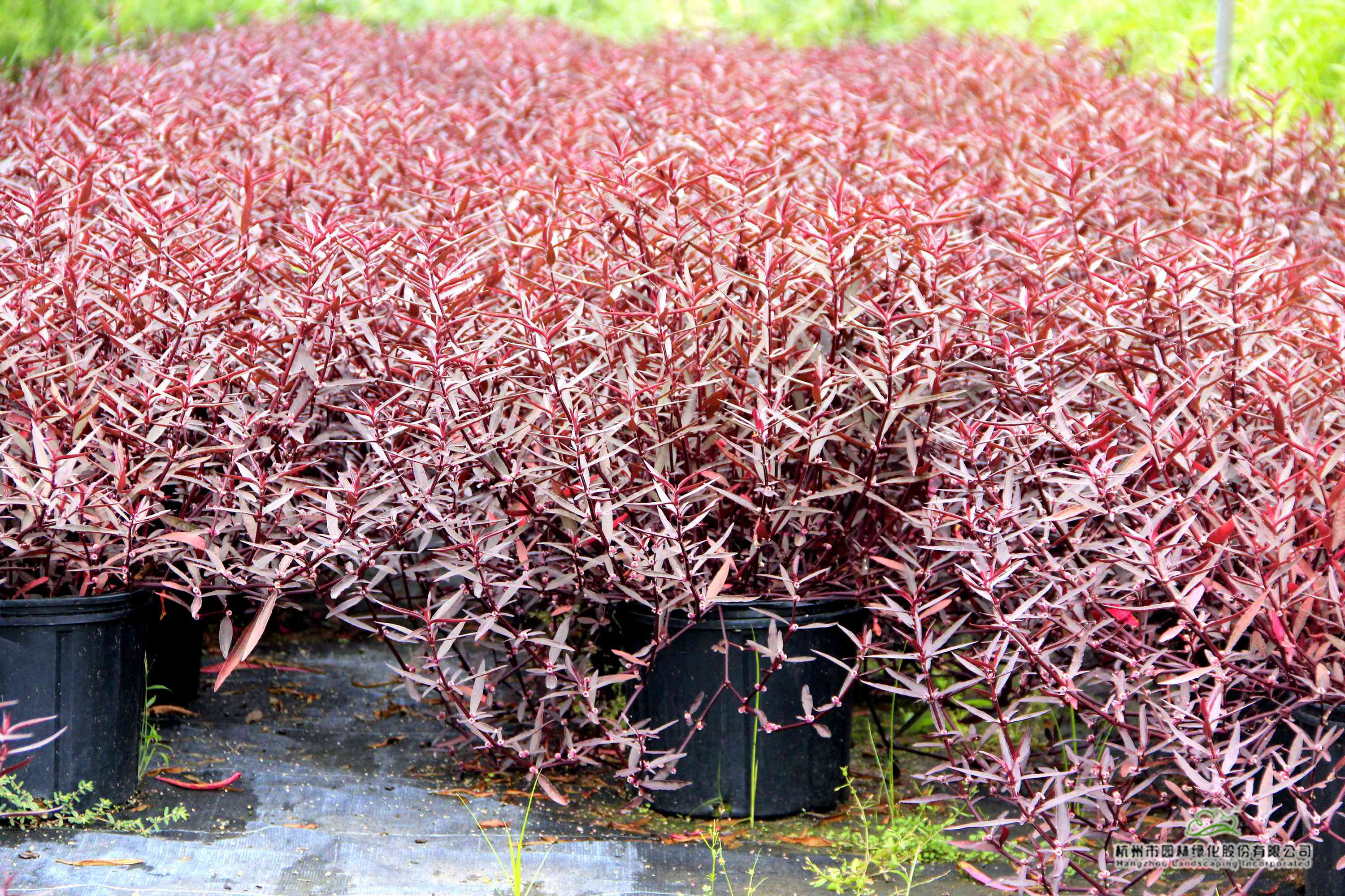 彩运网(中国游)官方网站