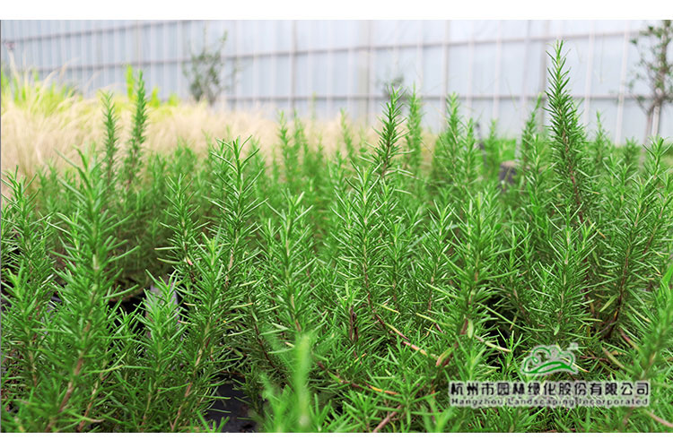 彩运网(中国游)官方网站