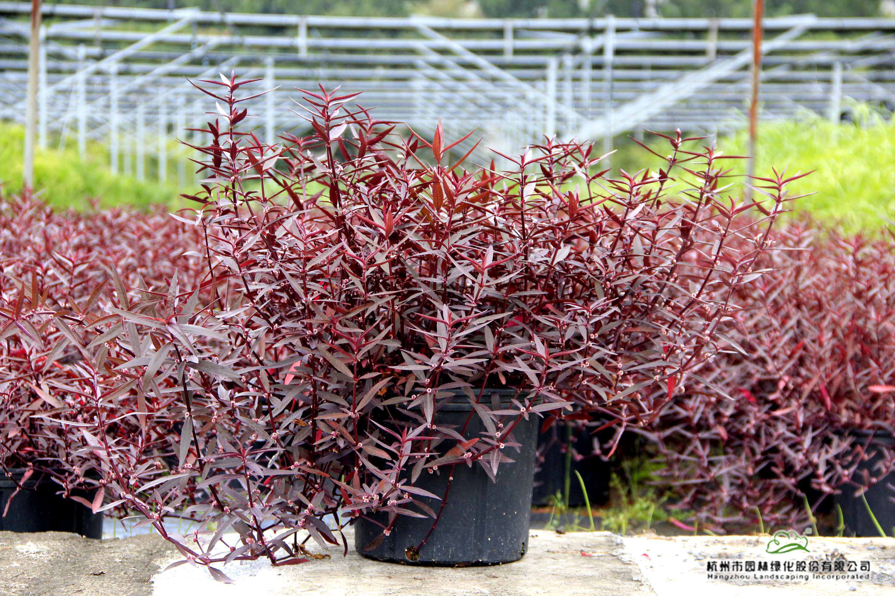 彩运网(中国游)官方网站