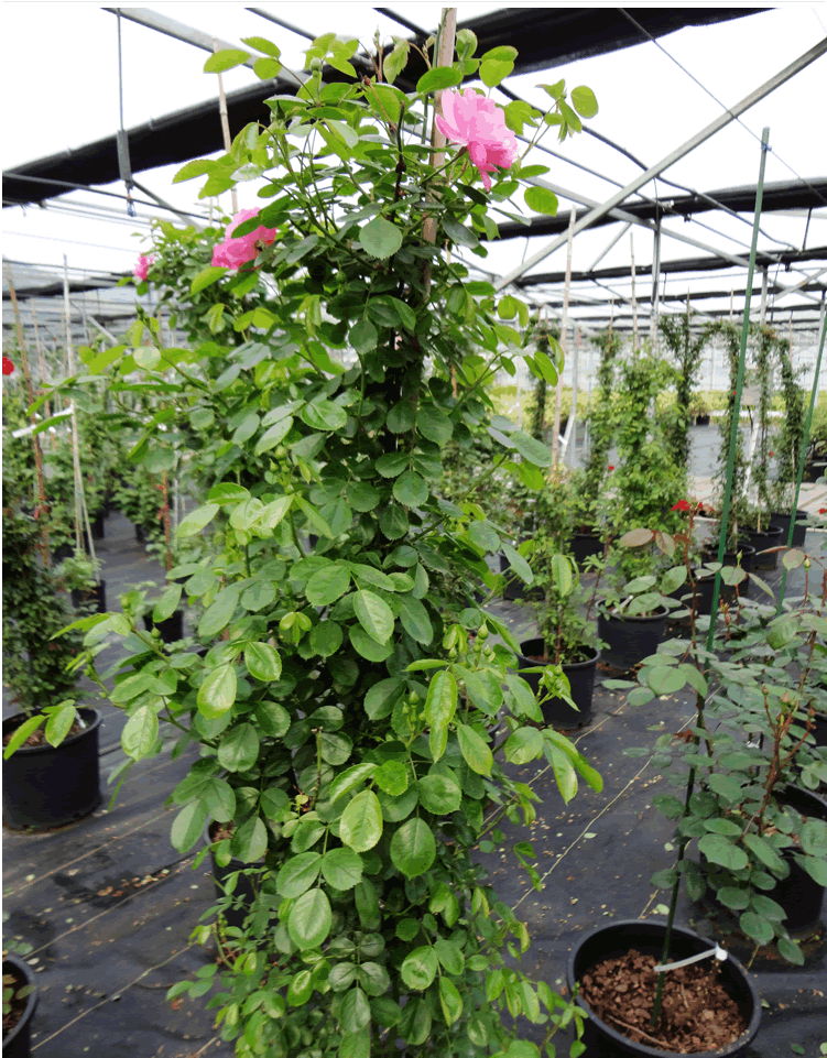 彩运网(中国游)官方网站