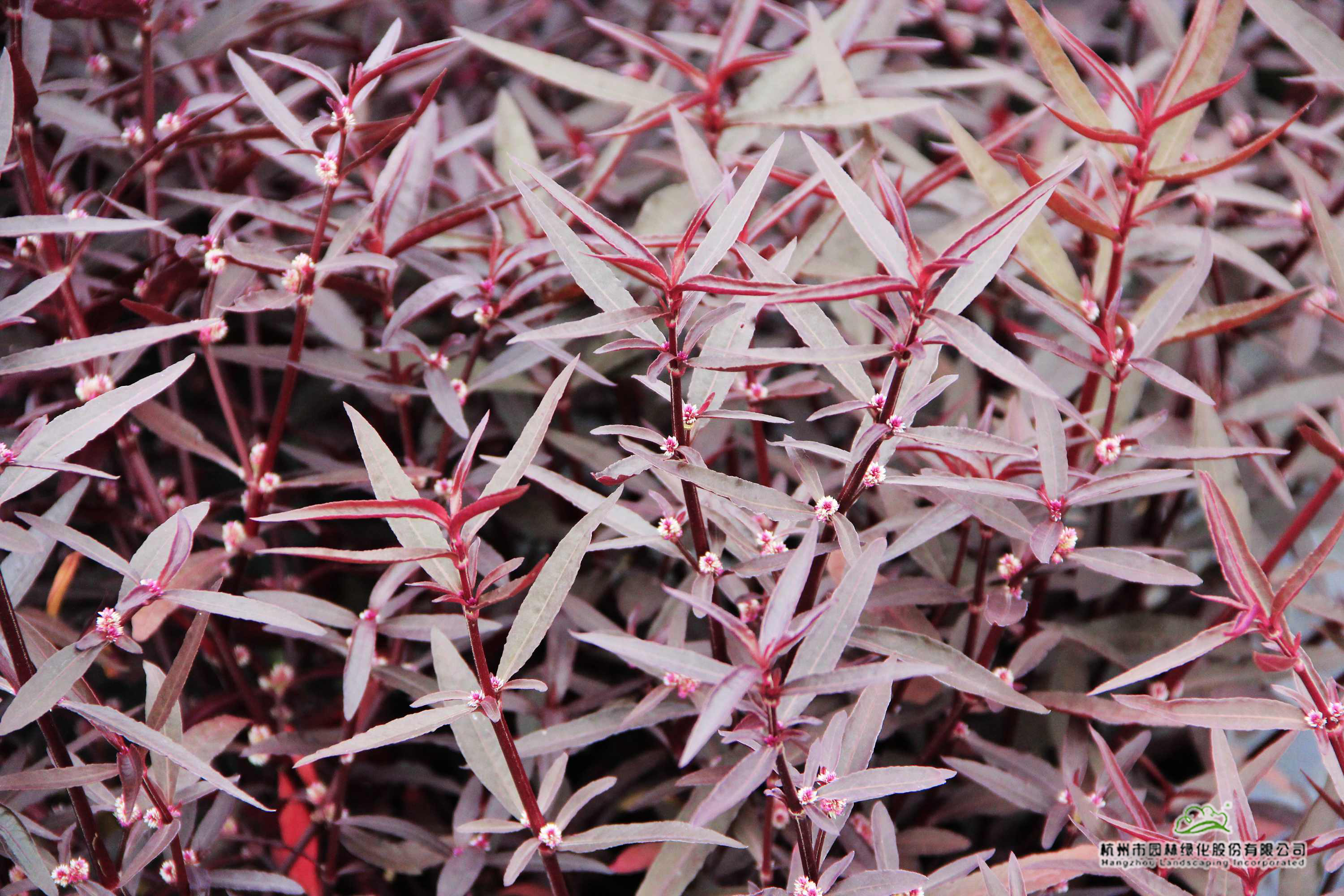 彩运网(中国游)官方网站