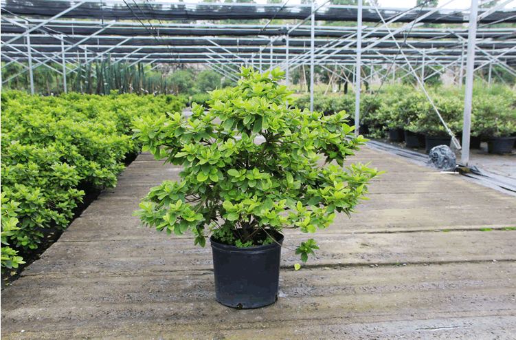 彩运网(中国游)官方网站