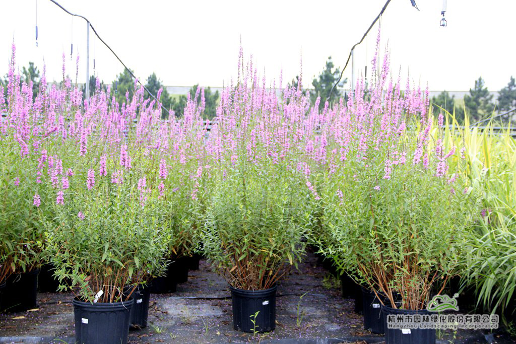 彩运网(中国游)官方网站