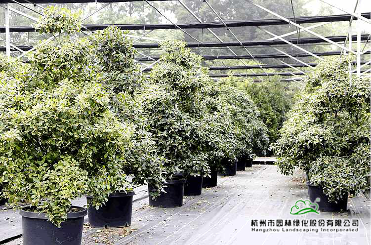 彩运网(中国游)官方网站