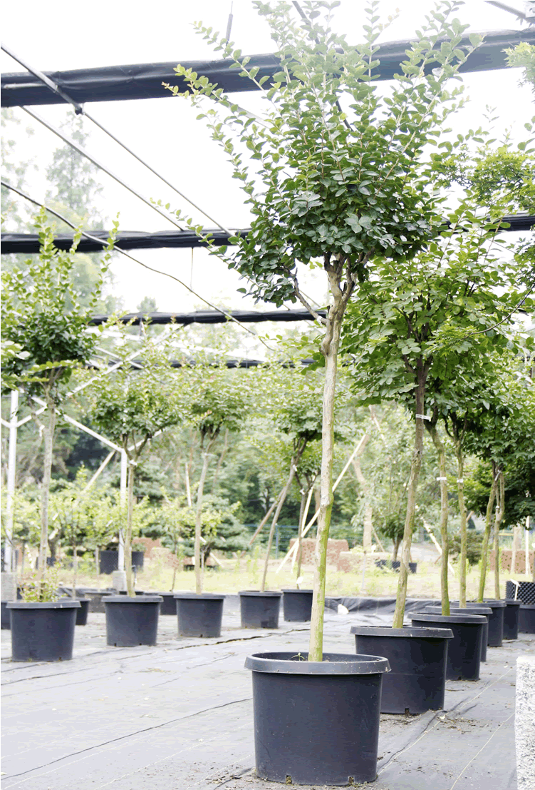 彩运网(中国游)官方网站