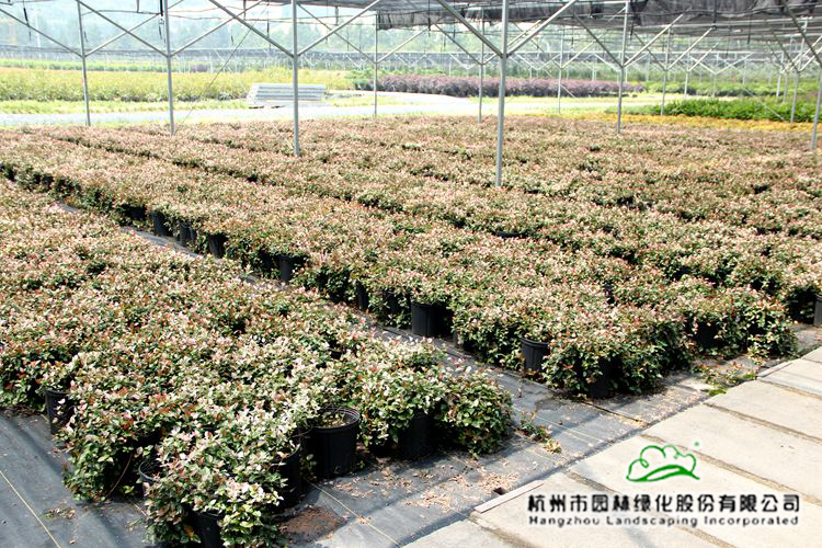 彩运网(中国游)官方网站