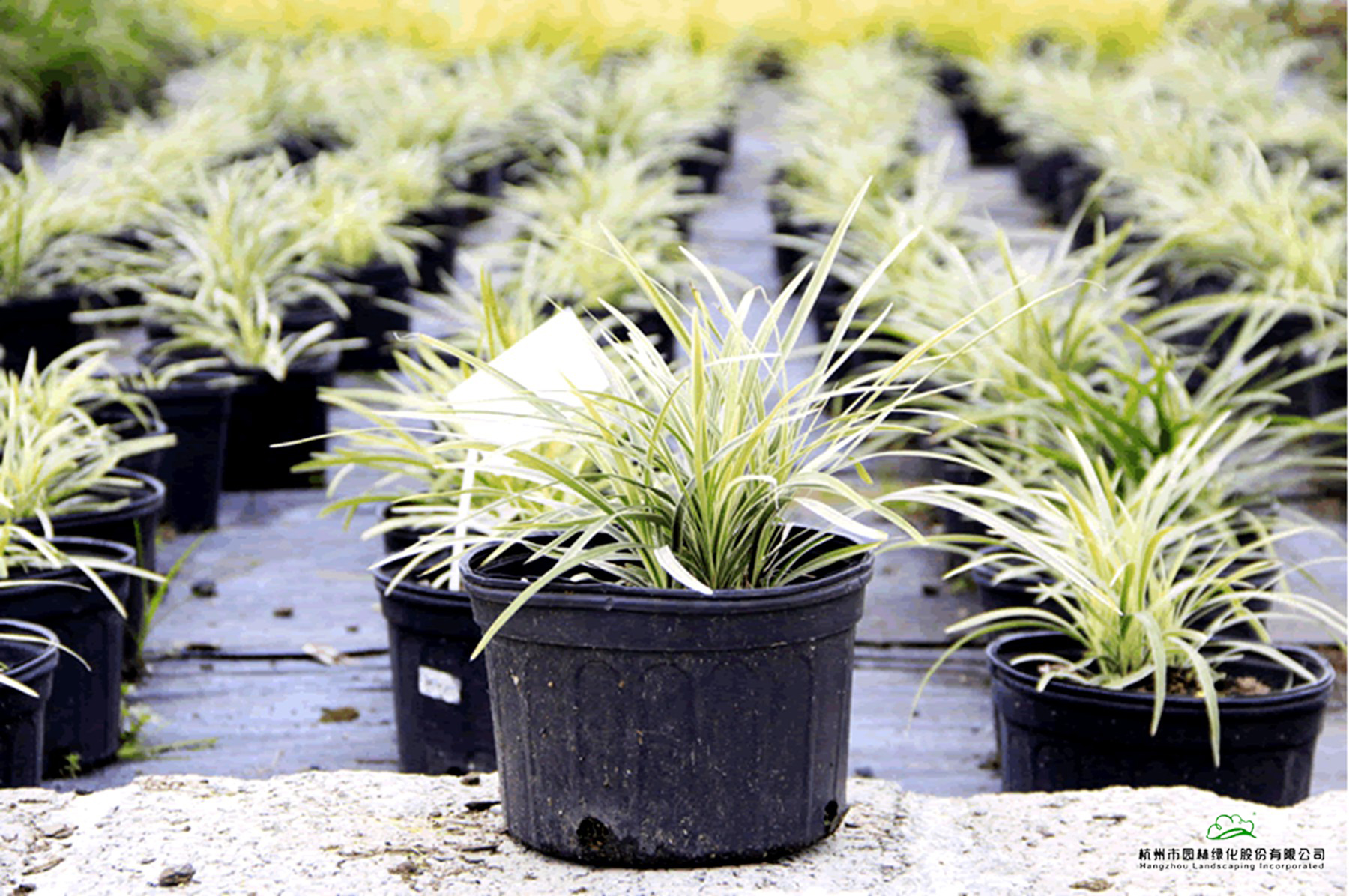 彩运网(中国游)官方网站