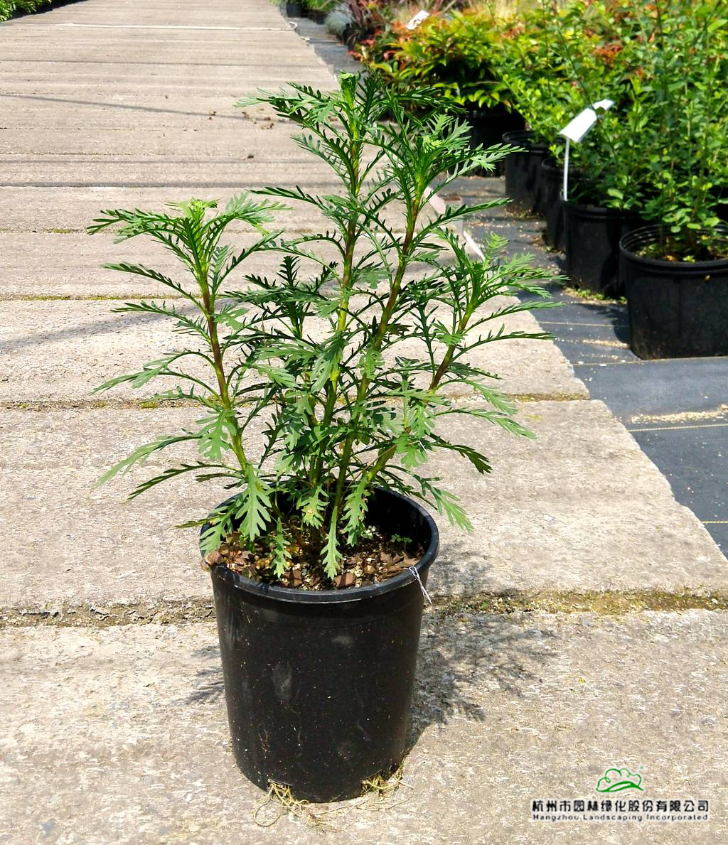 彩运网(中国游)官方网站