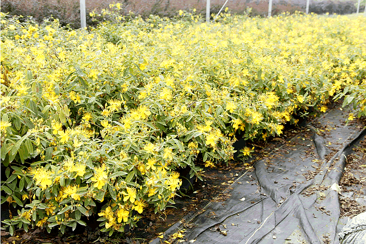 彩运网(中国游)官方网站