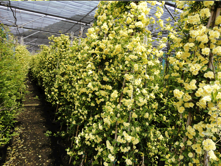 彩运网(中国游)官方网站