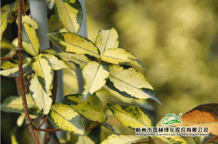 彩运网(中国游)官方网站