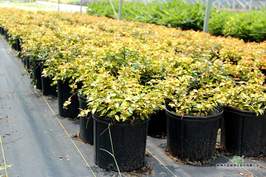 彩运网(中国游)官方网站