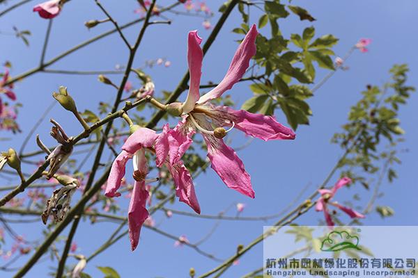 彩运网(中国游)官方网站