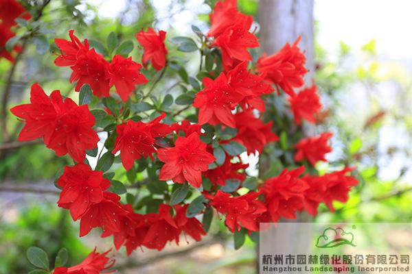 彩运网(中国游)官方网站