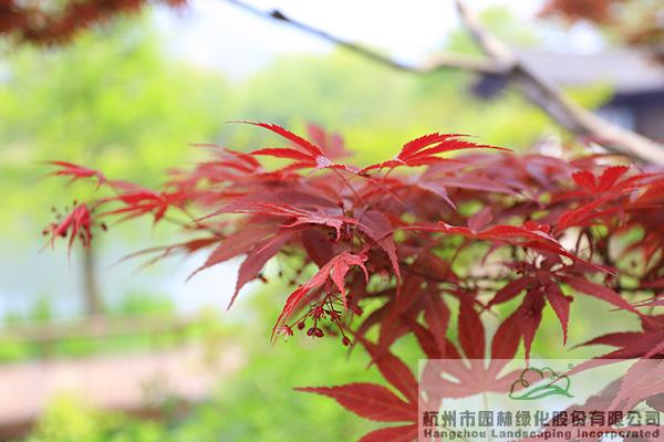 彩运网(中国游)官方网站