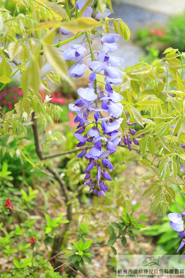 彩运网(中国游)官方网站