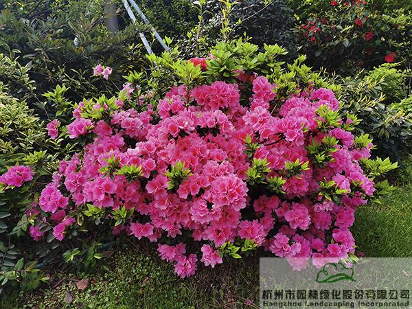 彩运网(中国游)官方网站