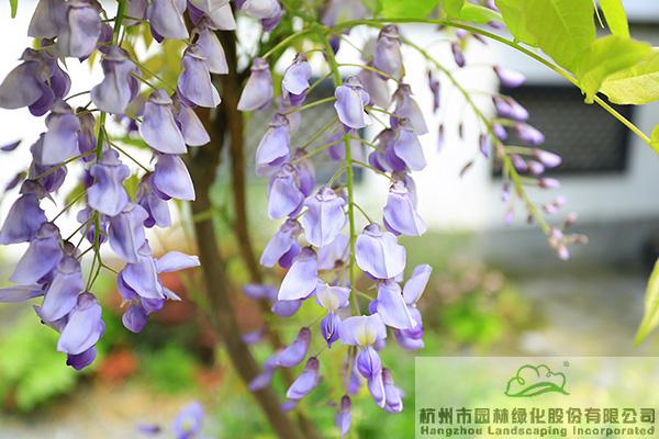 彩运网(中国游)官方网站