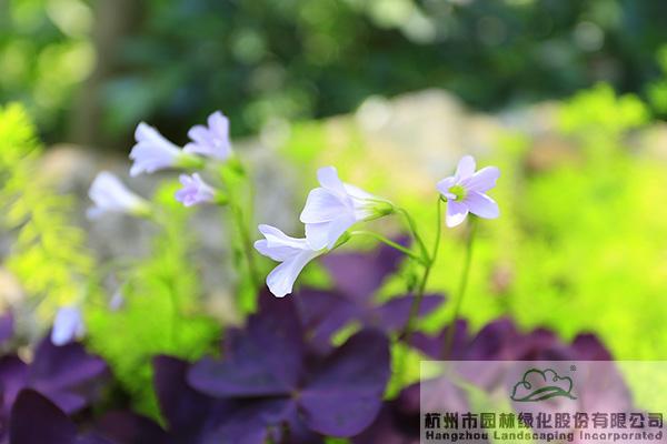 彩运网(中国游)官方网站