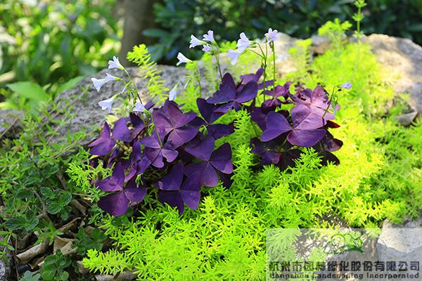 彩运网(中国游)官方网站