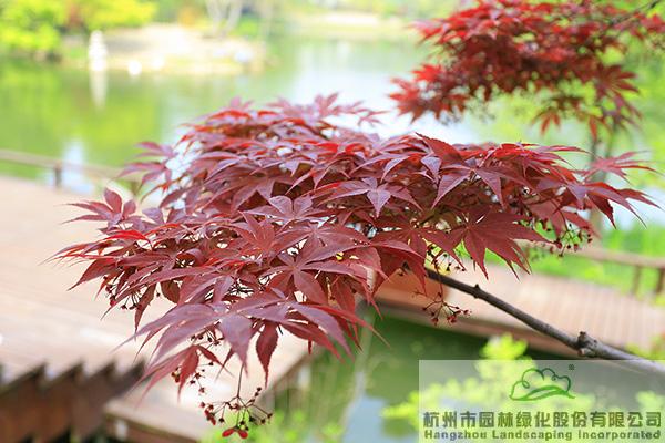 彩运网(中国游)官方网站