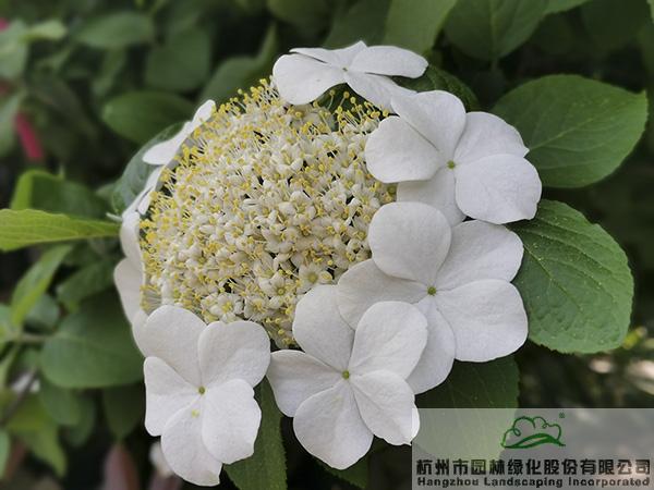 彩运网(中国游)官方网站