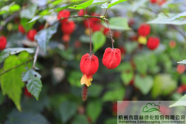 彩运网(中国游)官方网站