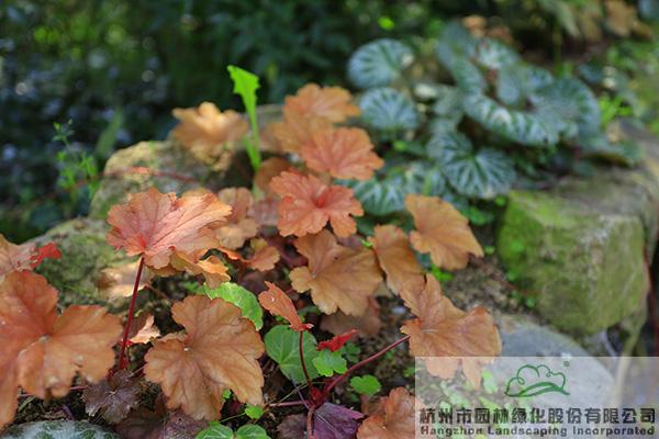 彩运网(中国游)官方网站